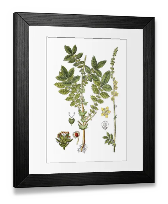 Framed Print : Common agrimony (Agrimonia eupatoria) Framed Print : Common agrimony (Agrimonia eupatoria)