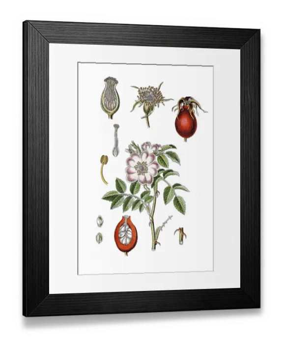 Framed Print : Corymb rose (Rosa dumetorum), medicinal plant