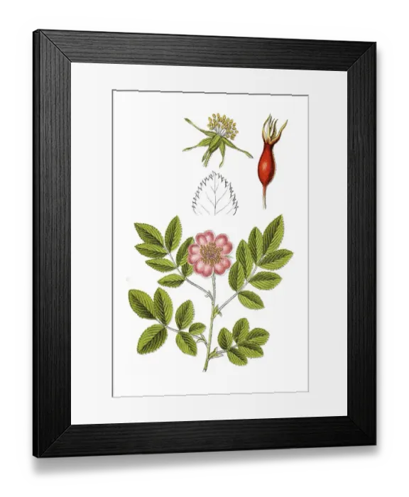 Framed Print : Alpine rose (Rosa pendulina), medicinal plant