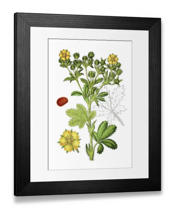 Framed Print : Species of cinquefoil (Potentilla dubia pilosa)