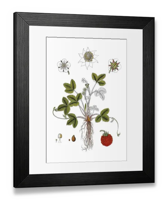 Framed Print : Wild strawberry, Woodland strawberry (Fragaria vesca)
