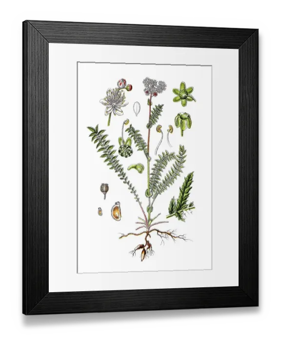 Framed Print : Dropwort, Fern-leaf dropwort (Filipendula vulgaris)