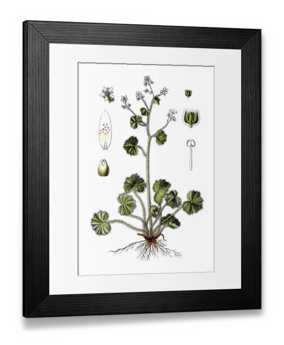 Framed Print : Round-leaved saxifrage (Saxifraga rotundifolia) Framed Print : Round-leaved saxifrage (Saxifraga rotundifolia)