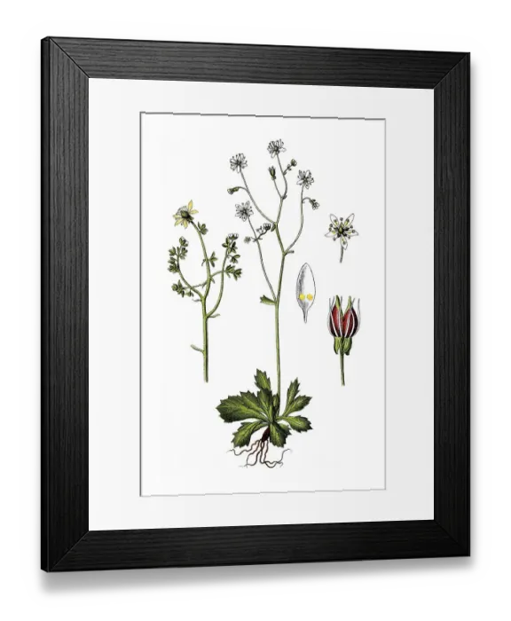 Framed Print : Starry saxifrage (Saxifraga stellaris) Framed Print : Starry saxifrage (Saxifraga stellaris)