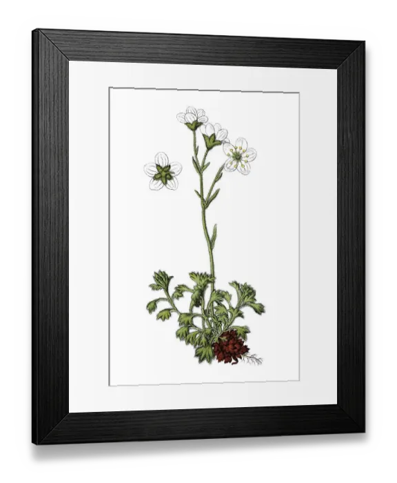 Framed Print : Tufted saxifrage (Saxifraga caespitosa decipiens) Framed Print : Tufted saxifrage (Saxifraga caespitosa decipiens)