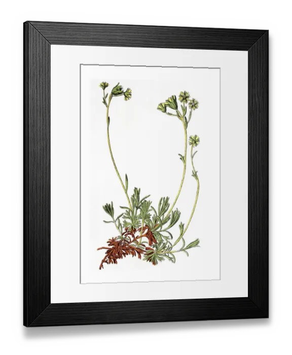 Framed Print : Musky saxifrage, Mossy saxifrage (Saxifraga moschata)