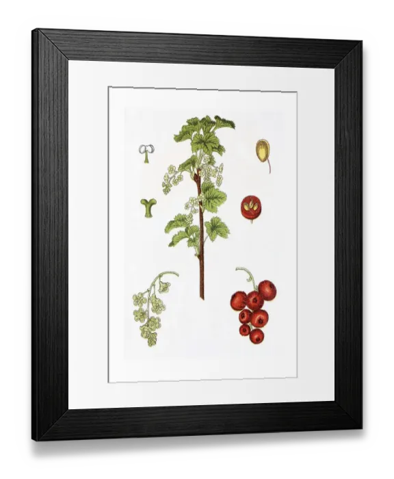 Framed Print : Red currant (Ribes rubrum), medicinal plant Framed Print : Red currant (Ribes rubrum), medicinal plant
