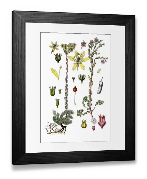 Framed Print : Reflexed stonecrop (Sedum reflexum) on the left Framed Print : Reflexed stonecrop (Sedum reflexum) on the left