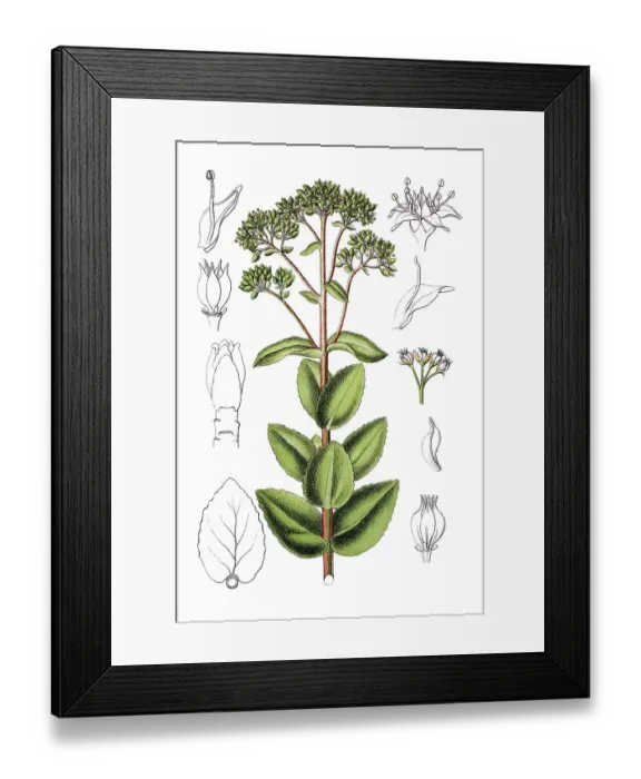 Framed Print : Showy stonecrop (Sedum maximum) Framed Print : Showy stonecrop (Sedum maximum)