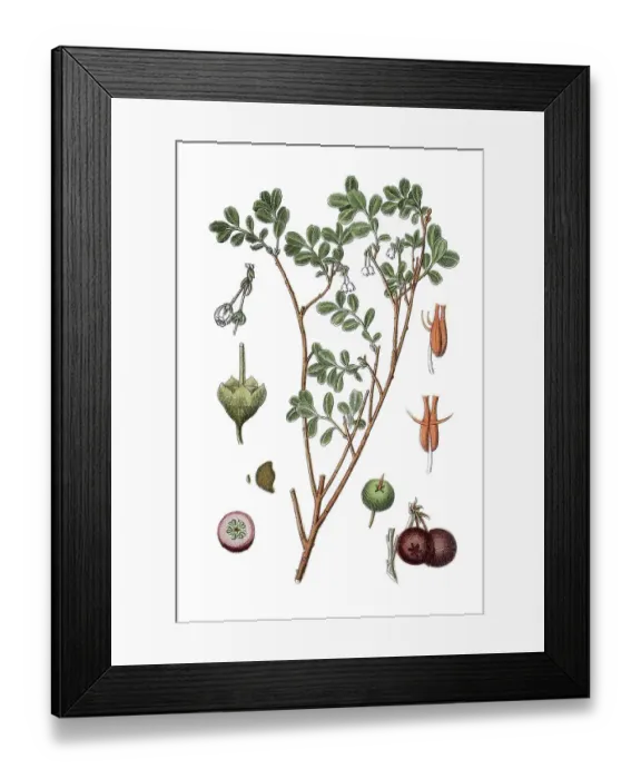 Framed Print : Bog Bilberry (Vaccinium uliginosum) Framed Print : Bog Bilberry (Vaccinium uliginosum)