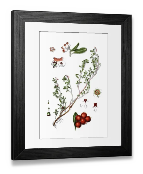 Framed Print : Kinnikinnick and Pinemat manzanita (Arctostaphylos uva-ursi)