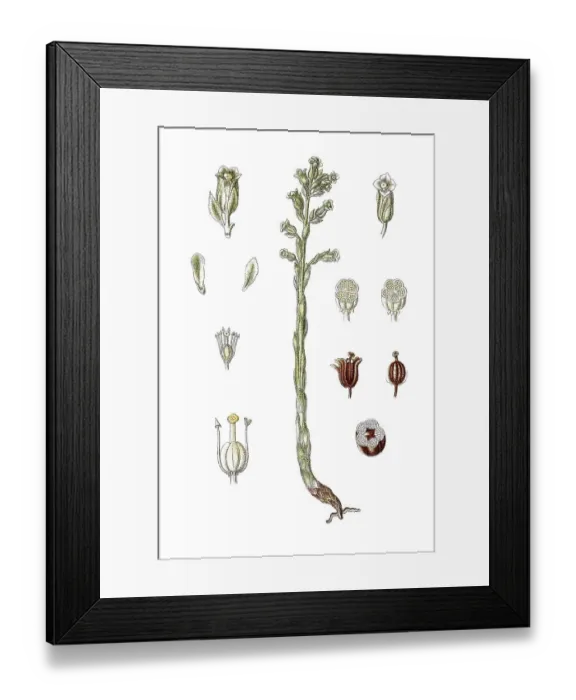 Framed Print : Pinesap (Monotropa hypopitys), medicinal plant Framed Print : Pinesap (Monotropa hypopitys), medicinal plant