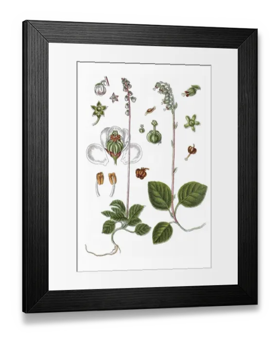 Framed Print : Left: Snowline wintergreen (Pyrola minor) Framed Print : Left: Snowline wintergreen (Pyrola minor)