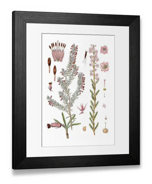 Framed Print : Links: Winter heath (Erica carnea) Framed Print : Links: Winter heath (Erica carnea)