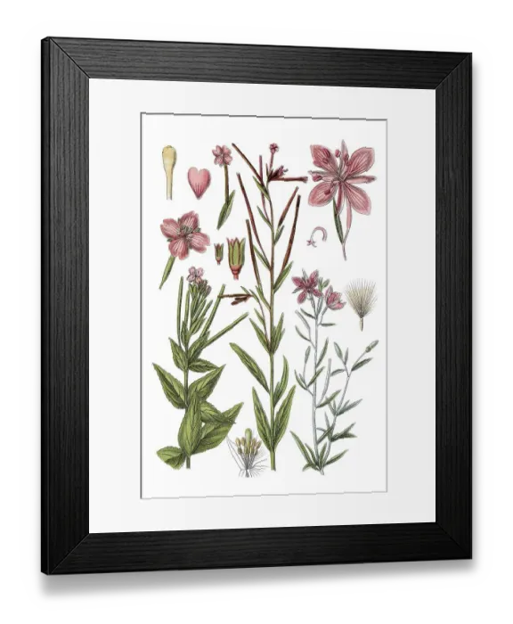 Framed Print : Left: marsh willowherb (Epilobium palustre) Framed Print : Left: marsh willowherb (Epilobium palustre)