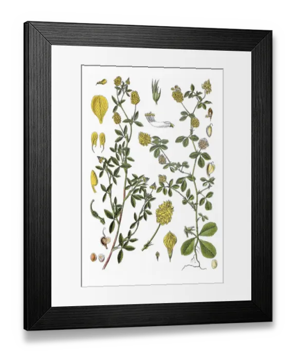 Framed Print : Left: Large Hop Trefoil (Trifolium aureum) Framed Print : Left: Large Hop Trefoil (Trifolium aureum)