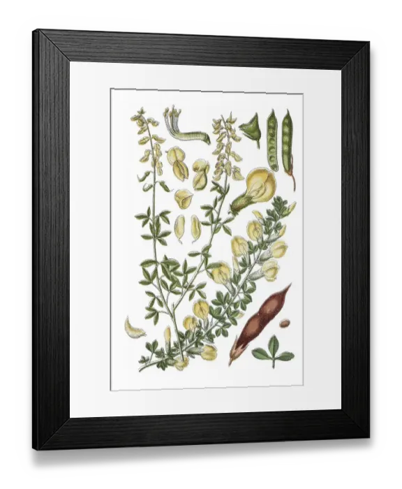Framed Print : Left: Schwarzer Geissssklee broom (Genista nigricans) Framed Print : Left: Schwarzer Geissssklee broom (Genista nigricans)