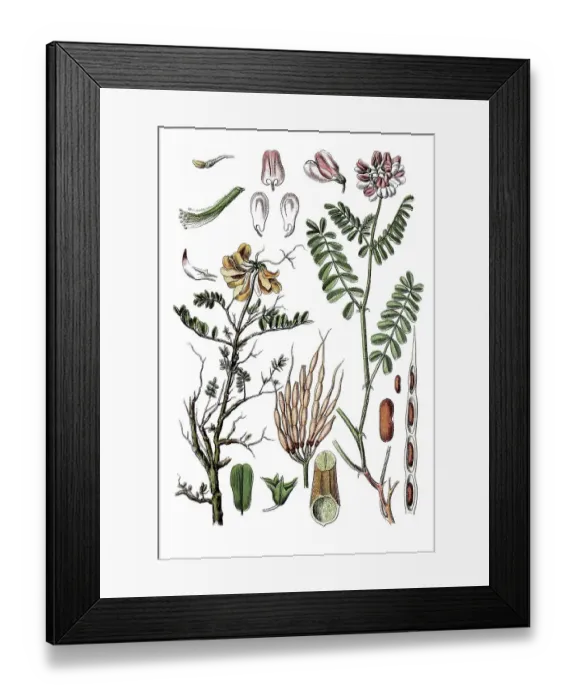 Framed Print : Left: Scheiden-Kronwicke Coronilla (Coronilla vaginalis)