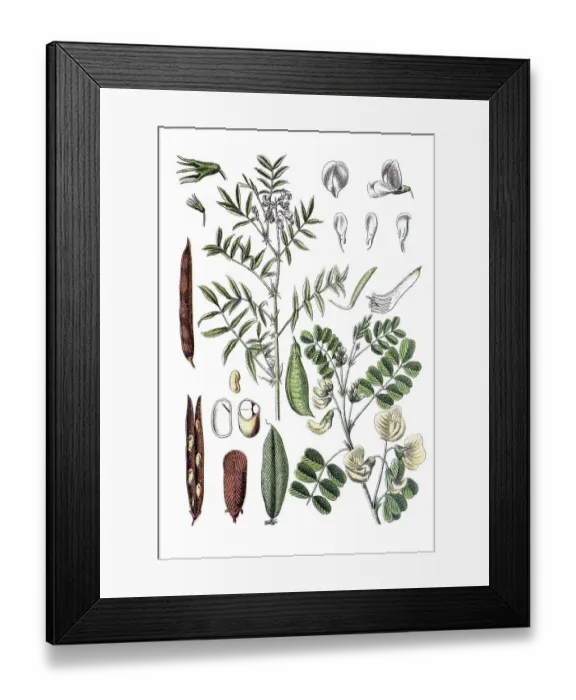 Framed Print : Left: Goat's rue (Galega officinalis)