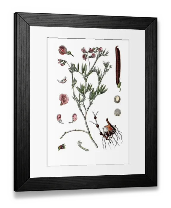 Framed Print : Berg-Erbse Pisum (Pisum montanum)