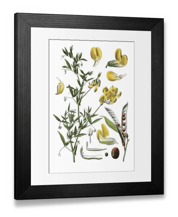 Framed Print : Wiesenerbse Pisum (Pisum pratense) Framed Print : Wiesenerbse Pisum (Pisum pratense)