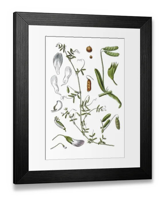 Framed Print : Smooth vetch (Vicia tetrasperma)