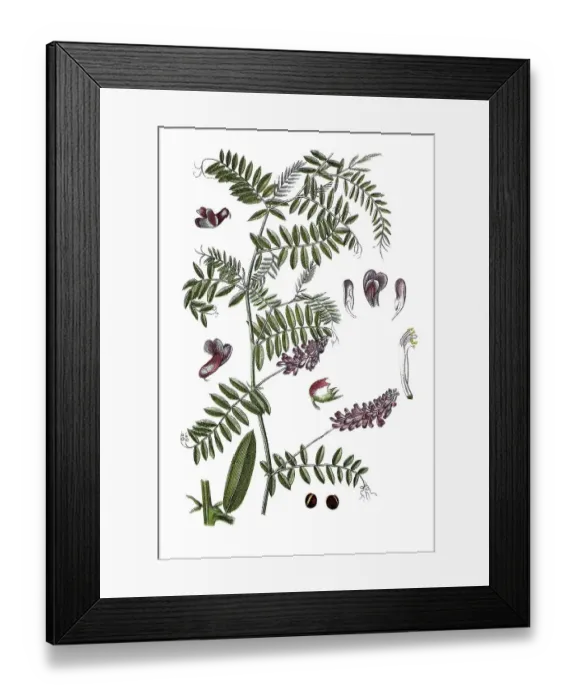 Framed Print : Tufted vetch (Vicia cracca), medicinal plant Framed Print : Tufted vetch (Vicia cracca), medicinal plant