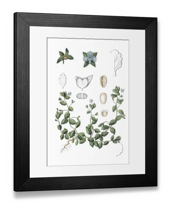Framed Print : Green Field-speedwell (Veronica agrestis)