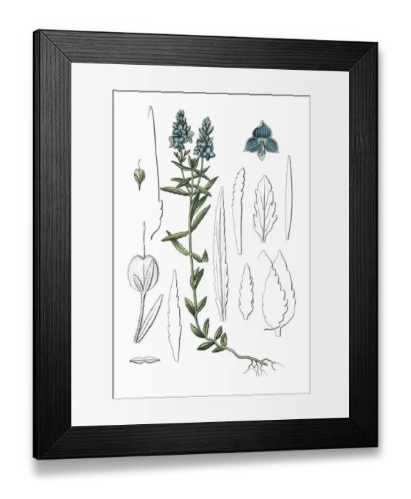 Framed Print : Speedwell (Veronica dubia dentata) Framed Print : Speedwell (Veronica dubia dentata)