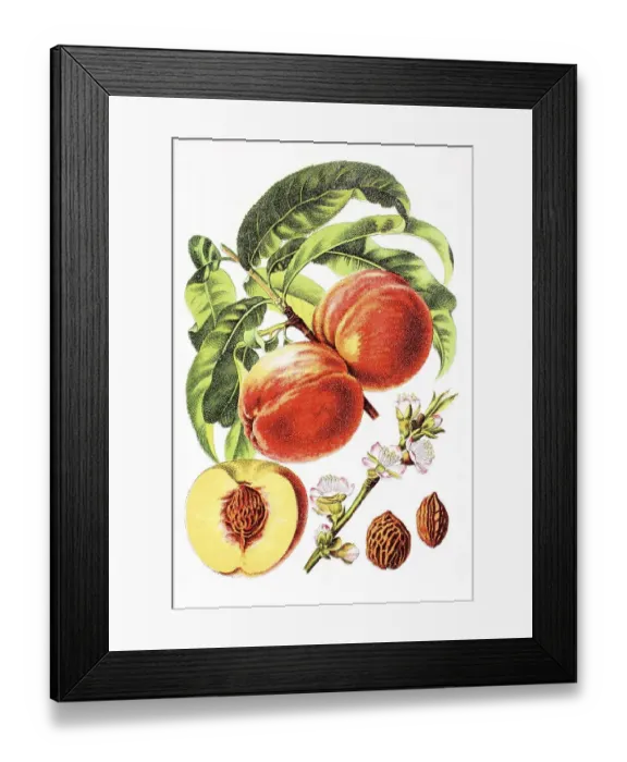 Framed Print : Peach (Prunus persica), historical chromolithography