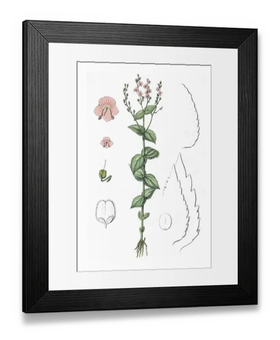 Framed Print : Nettle-leaved Speedwell (Veronica urticifolia) Framed Print : Nettle-leaved Speedwell (Veronica urticifolia)