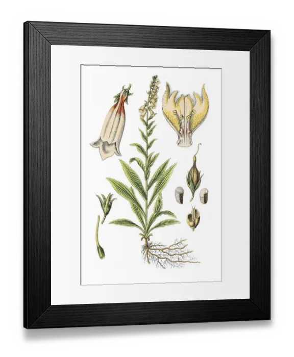 Framed Print : Big-flowered foxglove or Large yellow foxglove (Digitalis grandiflora)