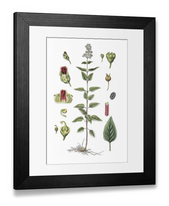 Framed Print : Common Figwort or Woodland Figwort (Scrophularia nodosa)
