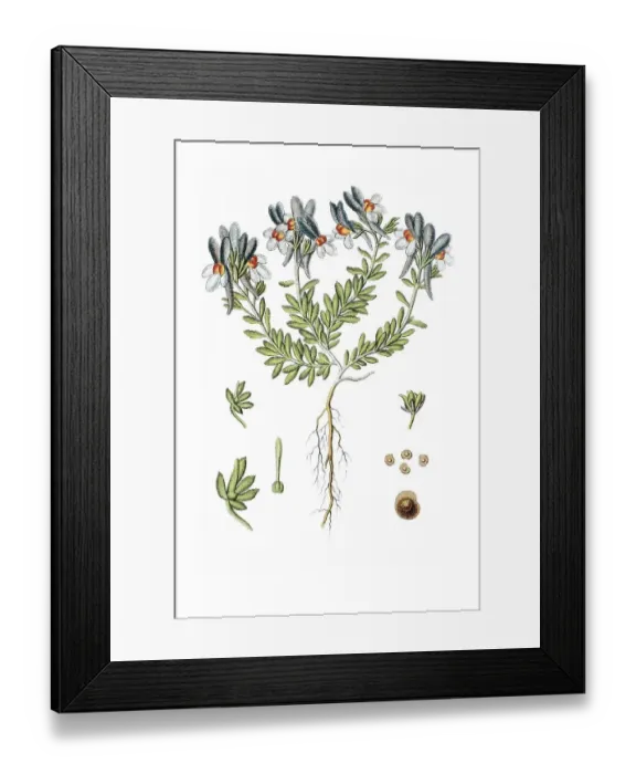 Framed Print : Alpine Toadflax (Linaria alpina)