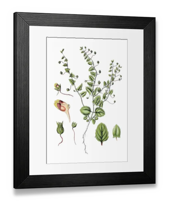 Framed Print : Snapdragon, Sharpleaf cancerwort or Sharp-leaved fluellin (Antirrhinum elatine)