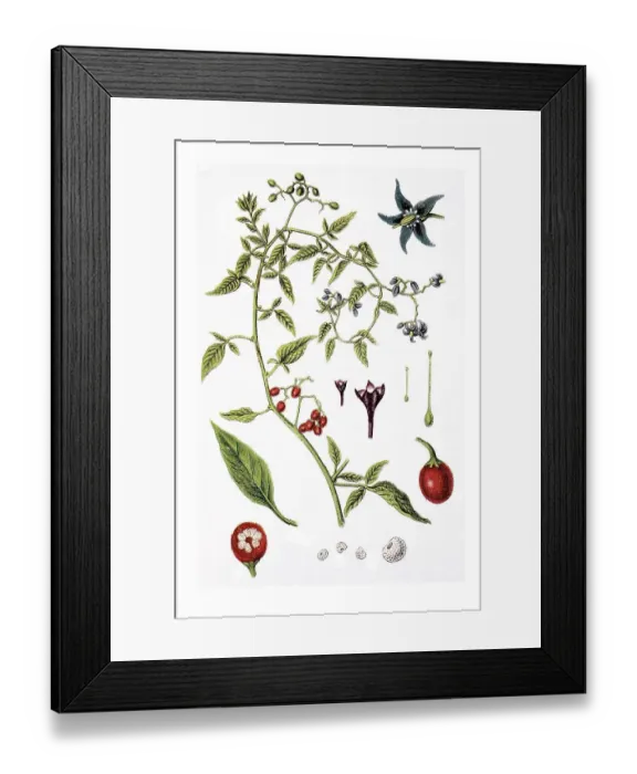 Framed Print : Bittersweet nightshade (Solanum dulcamara) Framed Print : Bittersweet nightshade (Solanum dulcamara)