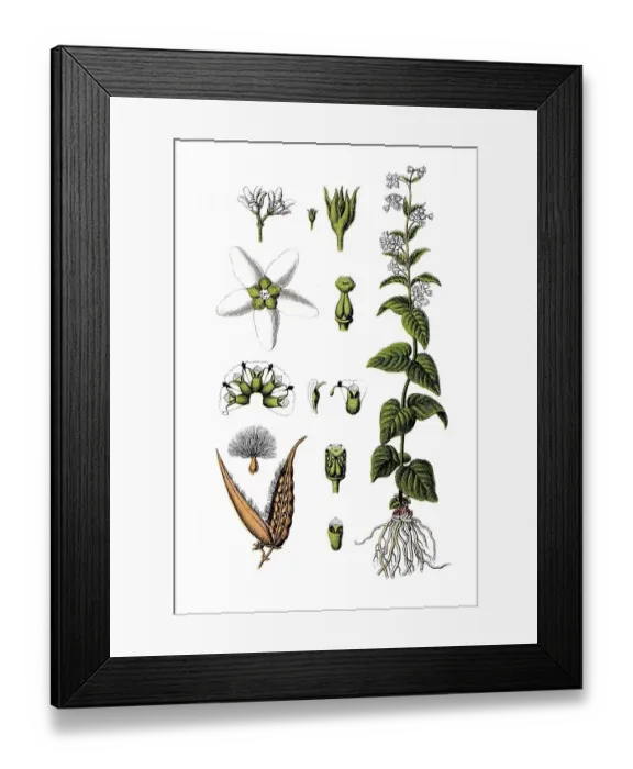 Framed Print : White Milkweed (Asclepias vincetoxicum)