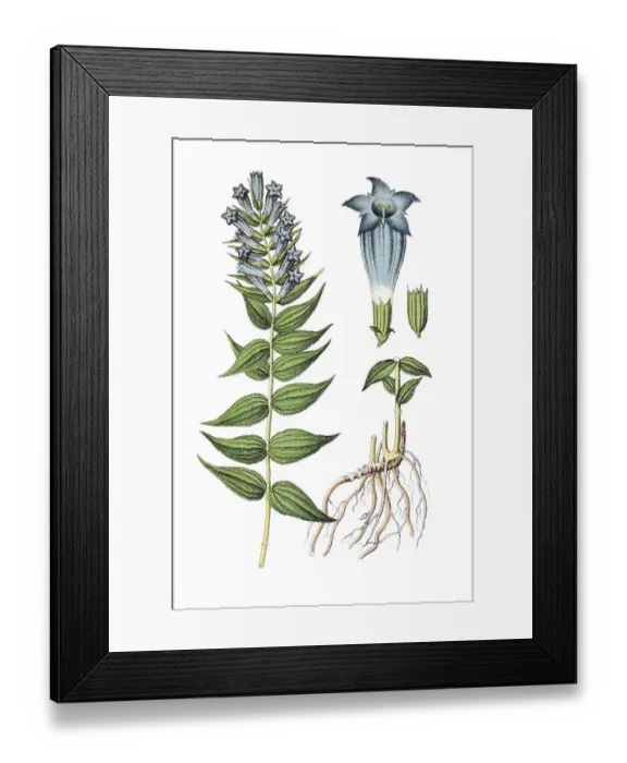 Framed Print : Willow Gentian (Gentiana asclepiadea) Framed Print : Willow Gentian (Gentiana asclepiadea)