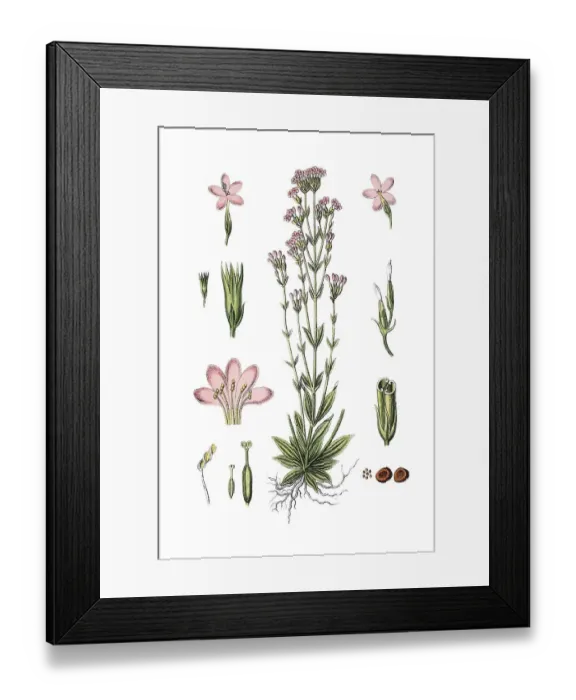 Framed Print : Common centaury and European centaury (Erythraea centaurium)