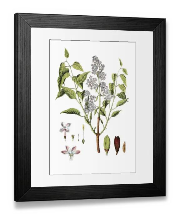 Framed Print : Lilac or Common Lilac (Syringa vulgaris)