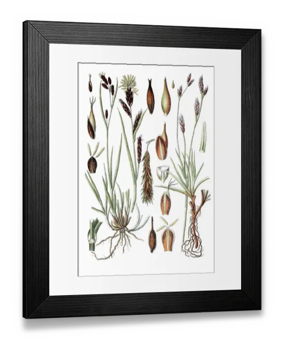 Framed Print : Frost Sedge (Carex frigida), left Framed Print : Frost Sedge (Carex frigida), left
