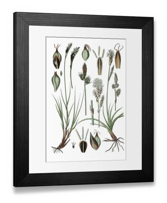 Framed Print : Mountain sedge (Carex montana) Framed Print : Mountain sedge (Carex montana)
