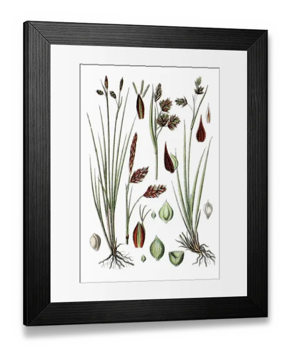 Framed Print : Mud Sedge or Shore Sedge (Carex limosa) Framed Print : Mud Sedge or Shore Sedge (Carex limosa)