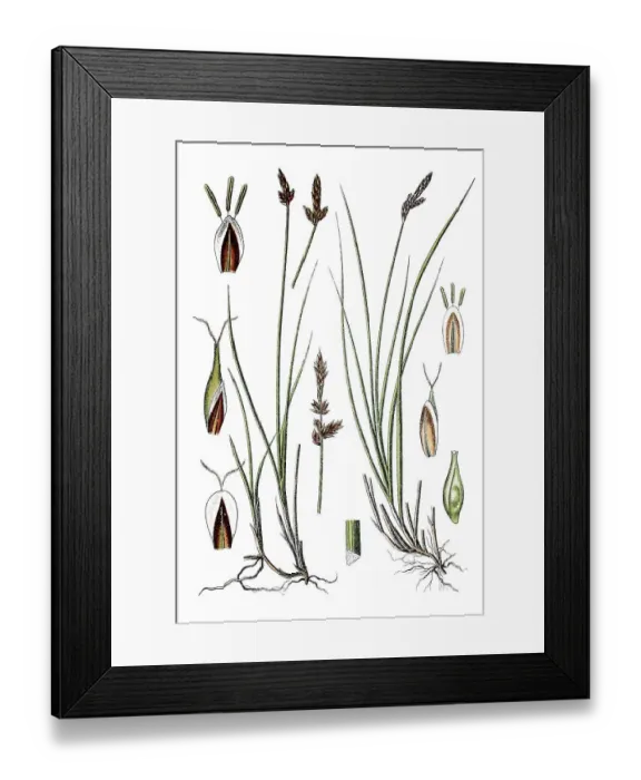 Framed Print : Gaudin Sedge (Carex gaudiniana) Framed Print : Gaudin Sedge (Carex gaudiniana)
