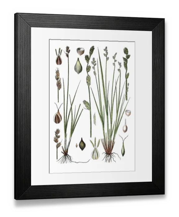 Framed Print : Hudson Bay Sedge (Carex heleonastes) Framed Print : Hudson Bay Sedge (Carex heleonastes)