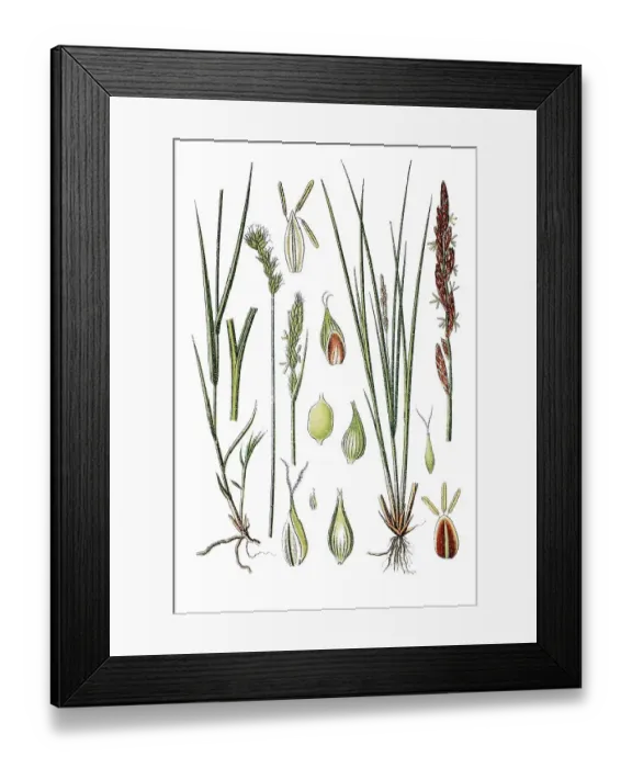 Framed Print : Oval Sedge or Eggbract Sedge (Carex leporina var argyroglochin)