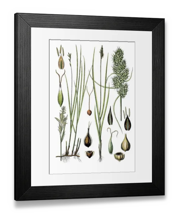 Framed Print : Forest hair sedge (Carex brizoides) Framed Print : Forest hair sedge (Carex brizoides)