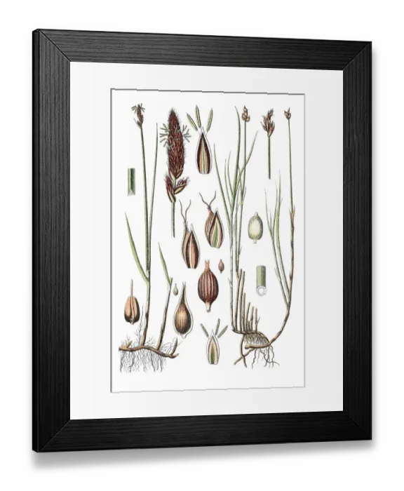Framed Print : Creeping sedge or string sedge (Carex chordorrhiza) Framed Print : Creeping sedge or string sedge (Carex chordorrhiza)