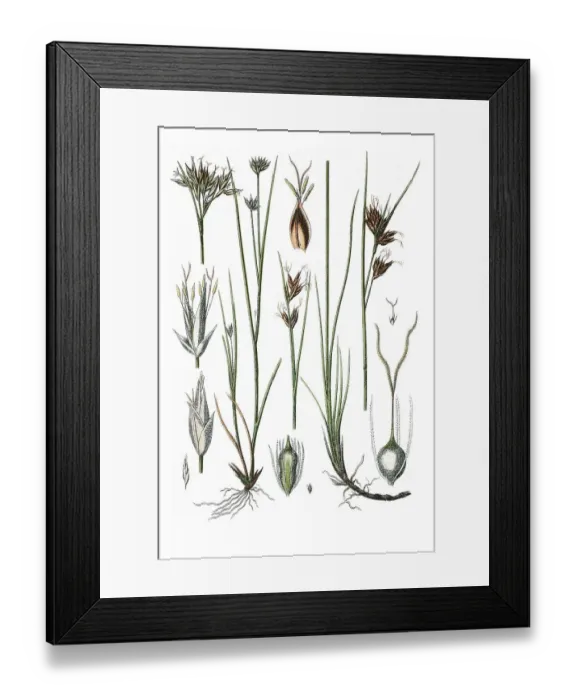Framed Print : White beak sedge (Rhynchospora alba)