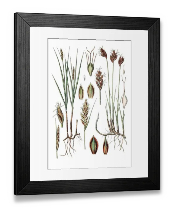 Framed Print : Poorland flatsedge (Cyperus compressus) on the left